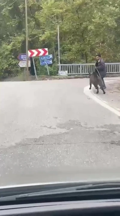 Yaşlı adam, üzerine koşan domuzdan son anda kurtuldu
