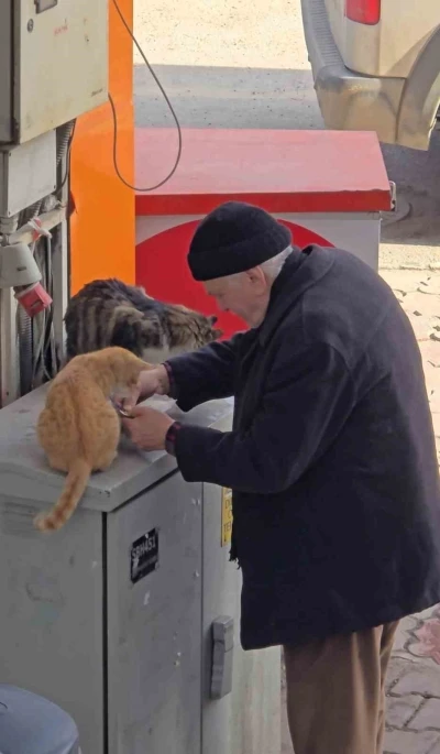 Yaşlı adamın sokak kedilerine şefkati y&uuml;rekleri ısıttı

