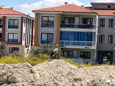 Yatağan&rsquo;ı leylekler mesken tuttu
