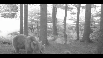 Yavru ayı zıplayarak ailesinin peşinden koştu
