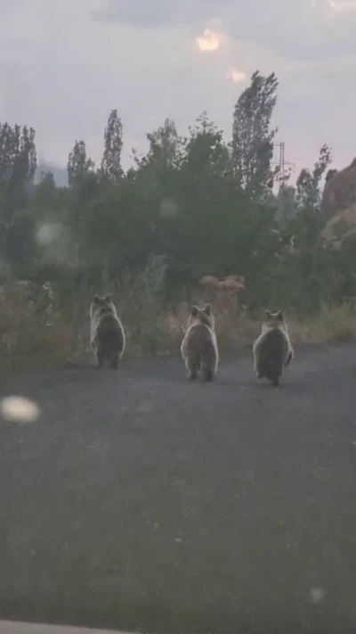 Yavru ayılar otomobile yol vermedi
