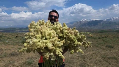 Yayla muzunu vatandaş kendi topluyor
