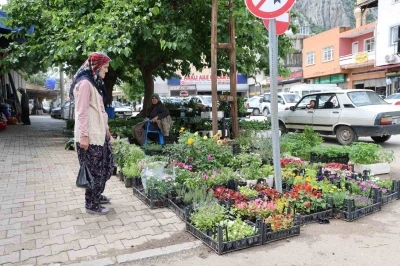 Yayla sezonu &ouml;ncesi ata tohumu fidelerine yoğun talep
