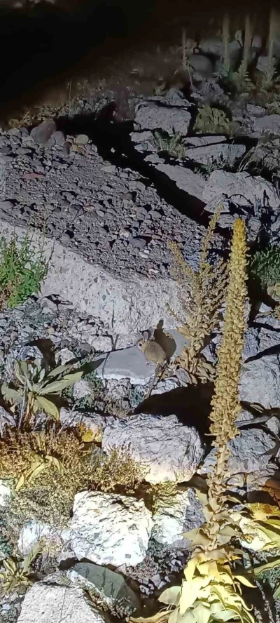 Yaylada nadir Arap Tavşanı’nın görüldüğü iddiası

