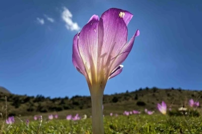 Yaylalarda kışın habercisi ‘vargit’ler kendini gösterdi
