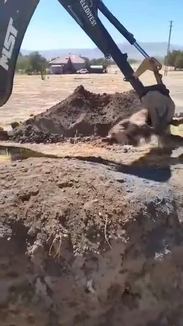 Yazıkonak’ta ölü hayvanın yerleşim alanına gömülmesine vatandaştan tepki
