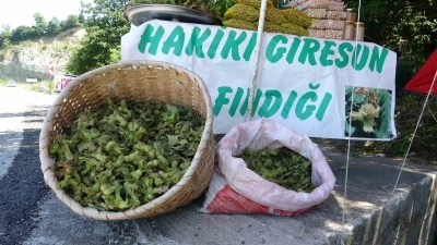 Yeni sezonun ilk fındığı tezgahlarda: Yeşil kabuklu fındığın kilosu 200 TL
