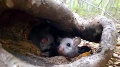 Yenice Ormanlarında ’Yediuyur’ yavruları görüldü
