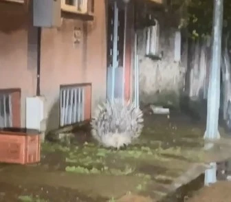 Yenipazar&rsquo;da nesli t&uuml;kenmekte olan oklu kirpi kameraya yansıdı
