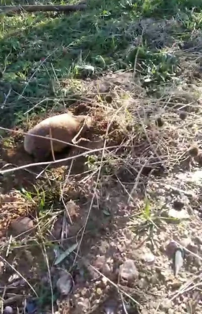 Yer altının gizemli canlısı Manisa&rsquo;da ortaya &ccedil;ıktı
