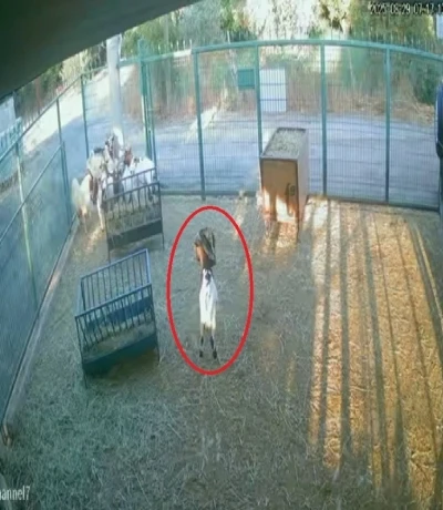 Yerdeki poşeti başına geçiren cüce keçi, diğer keçilerin kabusu oldu
