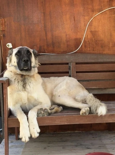 Yerleşim yerinde a&ccedil;ılan ateş k&ouml;peği vurdu, inceleme başlatıldı
