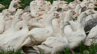Yerli kazlardan biyolojik destek
