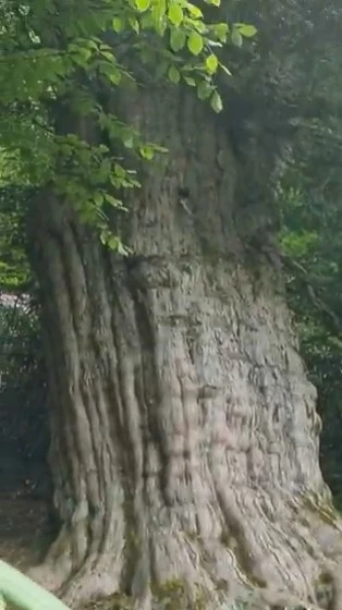 Yeryüzündeki en yaşlı ağaçlardan birisi Türkiye’de: 4121 yıllık porsuk
