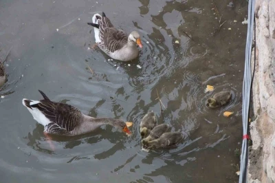 Yeşilırmak Nehri&rsquo;nin maskotu kaz yavruları beslenme saatinde
