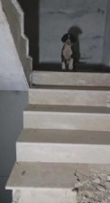 Yıkılacak binadaki yavru k&ouml;pekleri kurtaran hayvansever y&uuml;rekleri ısıttı