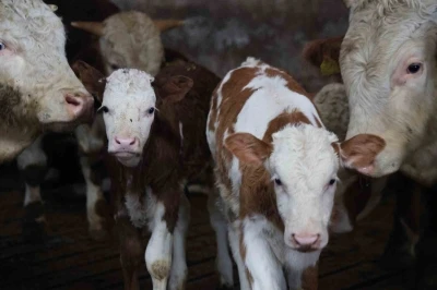 Yıl bitmeden gelen &ccedil;ifte mutluluk: &Uuml;reticinin ikiz buzağı sevinci
