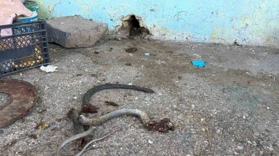 Yılanı vurmak isterken 5 kişiyi yaraladı
