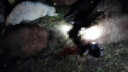 Yıldırım d&uuml;şen s&uuml;r&uuml;de 30 koyun &ouml;ld&uuml;