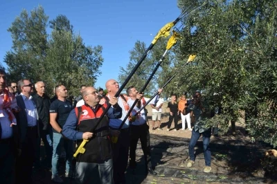 Yılın ilk zeytinyağı üretimi yapıldı
