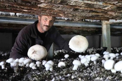 Yılın son mantar hasadı başladı
