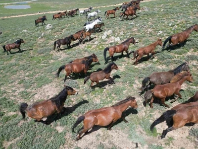 Yılkı atları doğal yaşam ortamlarında havadan görüntülendi
