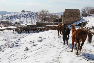 Yılkı atları fotoğraf&ccedil;ıların g&ouml;zdesi oldu
