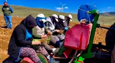 Yıllardır atıl durumda olan tarım arazilerine &lsquo;kekik&rsquo; ekimine başlandı
