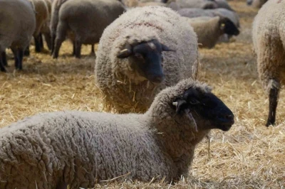 Yılların Merinos Koyunu&rsquo;na yeni et&ccedil;il rakip geldi: Bandırma Koyunu
