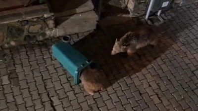 Yiyecek arayan ayı ve yavruları g&ouml;r&uuml;nt&uuml;lendi
