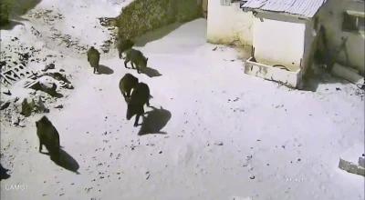 Yiyecek arayan domuz s&uuml;r&uuml;s&uuml; k&ouml;ye indi
