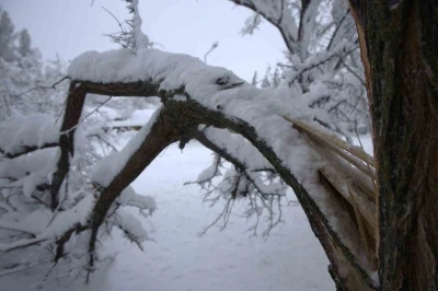 Yoğun kar yağışı Harput&rsquo;ta &ccedil;ok sayıda ağacın dallarını kırdı
