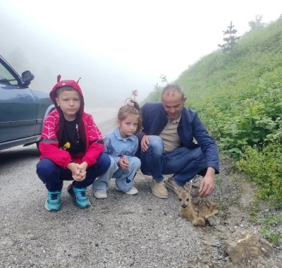 Yol kenarında yaralı halde bulunan yavru karaca, koruma altına alındı
