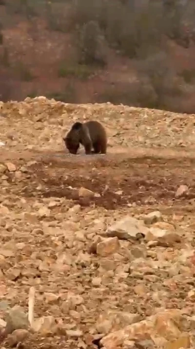 Yol kenarındaki ayıya ’hamsi’ ziyafeti verdiler

