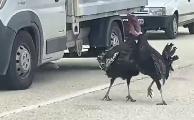 Yol ortasındaki hindi kavgası trafiği durdurdu
