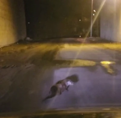 Yol ortasındaki su samuru g&ouml;r&uuml;nt&uuml;lendi
