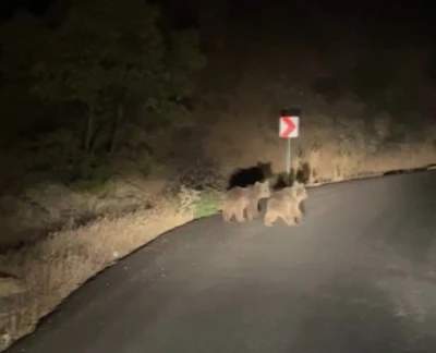 Yola inen iki yavru ayı görüntülendi

