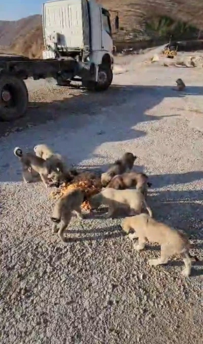 Yolda yalnız değiller: Bayburtlu şoför anne ve yavru köpekleri koca tencere yemekle besledi
