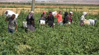 Yoldan geçen vatandaşlar için karpuz ekti
