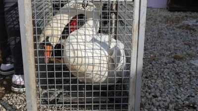 Yolunu şaşıran kuğu, Ankara&rsquo;da bir evin bah&ccedil;esine d&uuml;şt&uuml;
