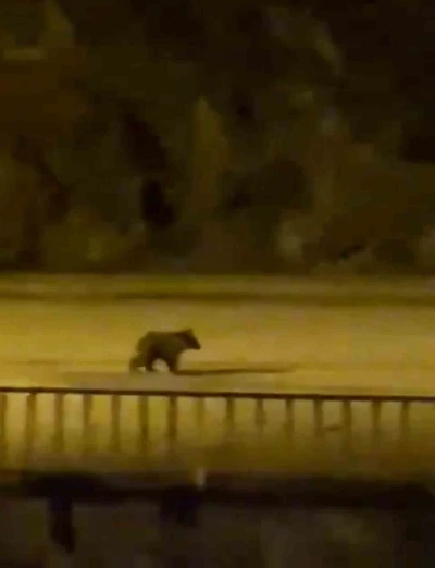 Yolunu şaşıran yavru ayı ilçe merkezine indi
