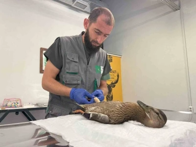 Yorgun ördeğe şefkat eli
