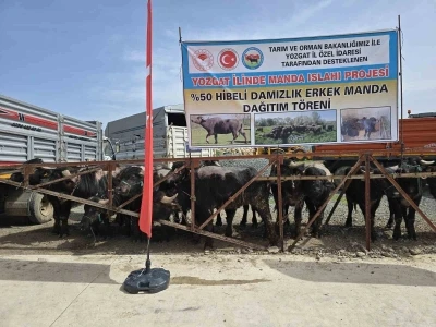 Yozgat&rsquo;ta 20 manda &uuml;reticilere teslim edildi
