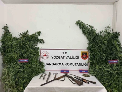 Yozgat’ta 243 kök kenevir ele geçirildi
