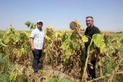 Yozgat’ta çerezlik ay çekirdeği hasadı başladı
