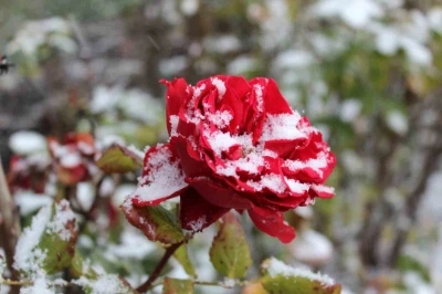 Yozgat&rsquo;ta &ccedil;i&ccedil;ekler kar altında kaldı
