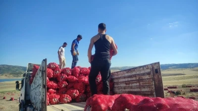 Yozgat’ta imece usulü soğan hasadı hem emek hem zaman tasarrufu sağlıyor
