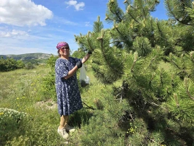 Yozgat&rsquo;ta kozalağın re&ccedil;eli ve sirkesinden sonra şimdi de turşusu yapıldı
