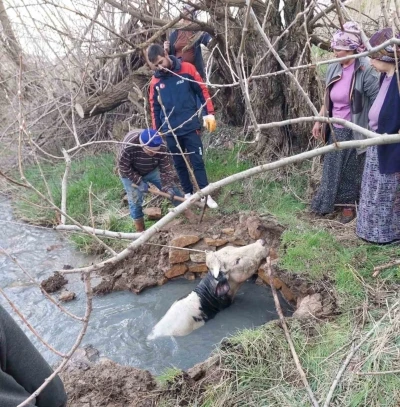 Yozgat&rsquo;ta kuyuya d&uuml;şen b&uuml;y&uuml;kbaş, AFAD ekiplerince kurtarıldı
