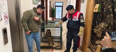 Yozgat&rsquo;ta yakalanan Hint şebeği maymunu Ankara&rsquo;da koruma altına alındı
